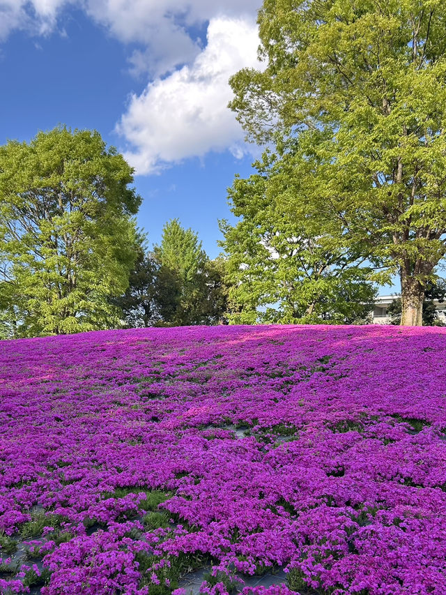 【富山】🌷砺波チューリップフェア🌷
