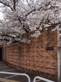 🌸 Spring Exchange | An Afternoon in Wakayama City
