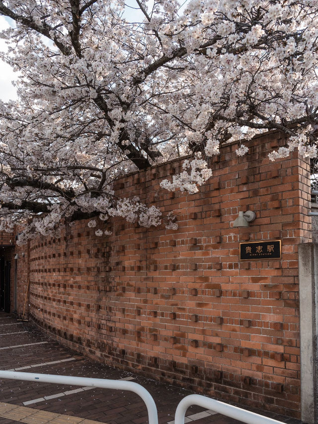 🌸 Spring Exchange | An Afternoon in Wakayama City