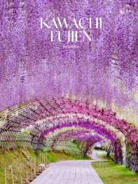 Kawachi Fuji-En สวยวิสเทอเรียที่สวยสุดในฟุกุโอกะ💜