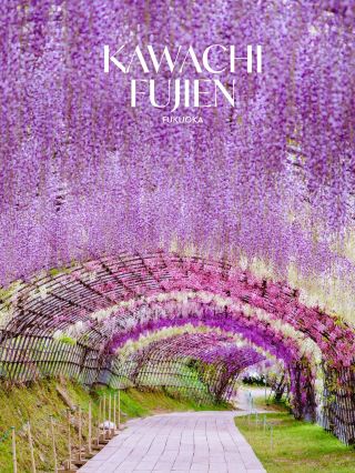 후쿠오카에서 가장 아름다운 등나무, 가와치 후지엔 💜