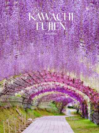 ふくさん専用　花藤　藤　紫花　/ 572 フジ（藤）｜春から初夏に咲く、紫のカーテン – Azure Garden ～ Daily