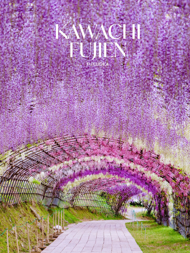 Kawachi Fuji-En สวยวิสเทอเรียที่สวยสุดในฟุกุโอกะ💜
