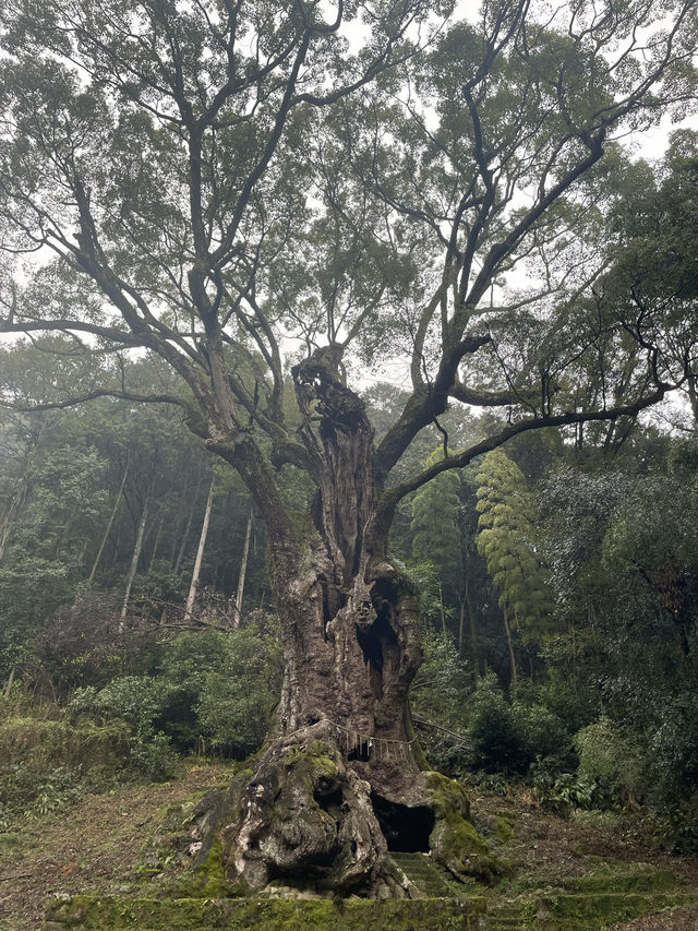 【佐賀景點推薦】 武雄神社⛩️｜穿越千年時光的巨木秘境