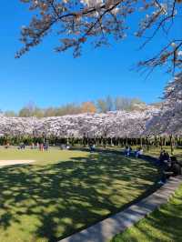 Fun Under The Cherry Blossom at Bloesempark