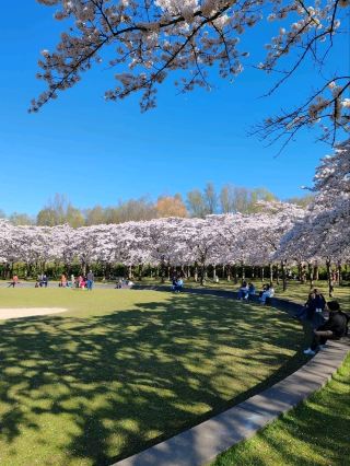 Fun Under The Cherry Blossom at Bloesempark