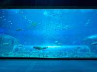 Vinpearl Sea Shell Aquarium