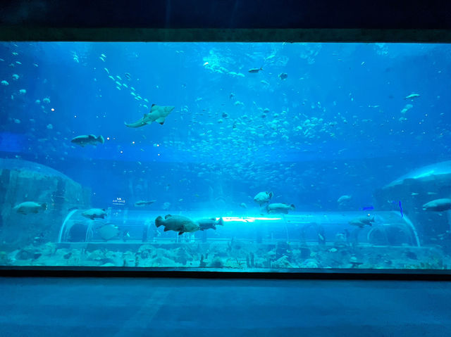 Vinpearl Sea Shell Aquarium