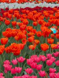 維多利亞公園鮮花任賞