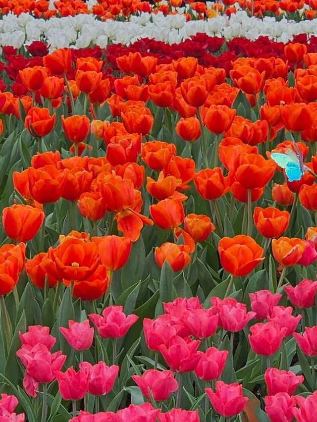 維多利亞公園鮮花任賞