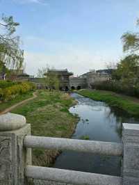 Suwon in Bloom: Cherry Blossoms Amidst Historic Beauty