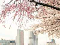 Chuncheon in Bloom: A Serene Cherry Blossom Escape