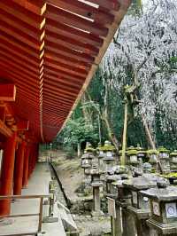 Nara Deer Park: Where Nature, Culture, and Sacred Deer Meet