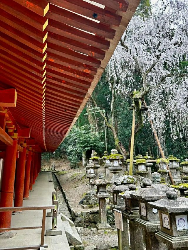 Nara Deer Park: Where Nature, Culture, and Sacred Deer Meet
