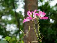 National Botanical Garden – Dhaka’s Living Green Museum