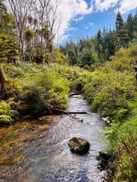 紐西蘭 Rotorua｜藏在原始森林裡的免費野溪溫泉體驗