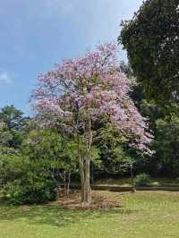 Penang Botanic Gardens – A Green Retreat with Colonial Roots