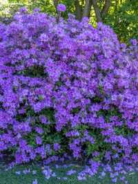 Bodnant Garden – A Living Masterpiece in the Heart of North Wales
