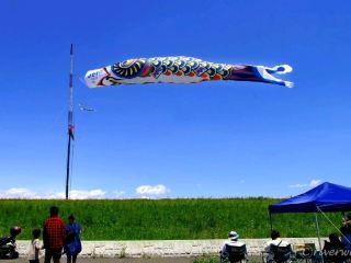 [Saitama Prefecture] The world's largest jumbo carp streamer flies in the sky!