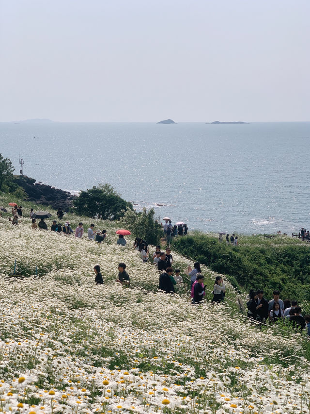 광주 근교 샤스타데이지 꽃밭