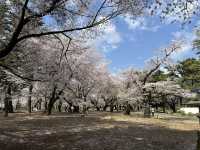 🌸【初見即傾心】大宮公園櫻花滿開的那一刻，我與春天撞了個滿懷!