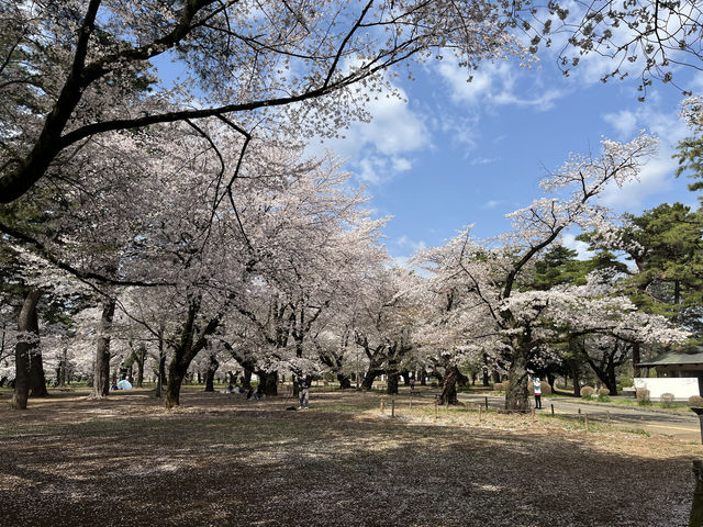 🌸【初見即傾心】大宮公園櫻花滿開的那一刻，我與春天撞了個滿懷!