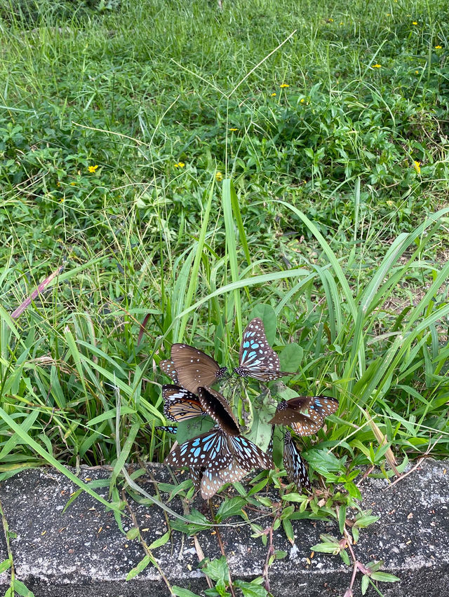 香港｜自然教育，野餐🧺，狗狗遊樂好去處.