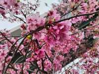 Absolutely! Here’s your Tokyo 3-Day Itinerary (with cherry blossom photo spots)