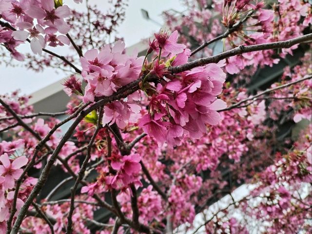 Absolutely! Here’s your Tokyo 3-Day Itinerary (with cherry blossom photo spots)