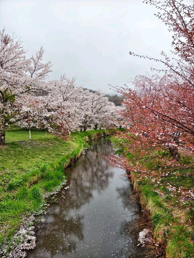 東京之旅-鐮倉與富士山