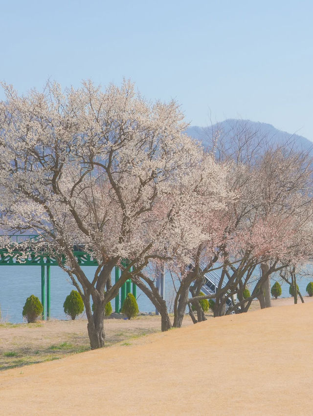 이번 주, 낙동강변에서 매화 피크닉 어때요?🌸❤️
