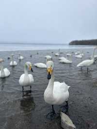 2023年3月❄️追趕日本道東極地流冰之旅❄️中集 - 道東三湖