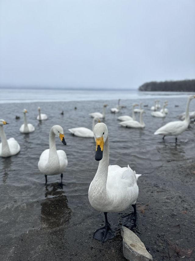 2023年3月❄️追趕日本道東極地流冰之旅❄️中集 - 道東三湖