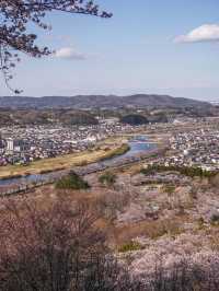 宮城・春日櫻花散策路線｜ 船岡城址公園＆一目千本櫻
