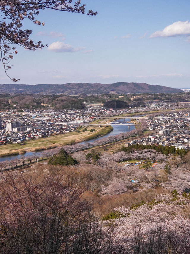 宮城・春日櫻花散策路線｜ 船岡城址公園＆一目千本櫻