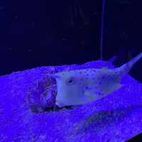 Aquarium Phuket 