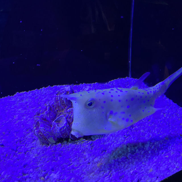 Aquarium Phuket 