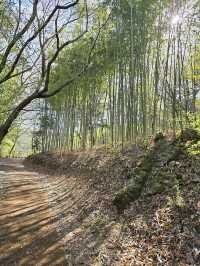 🌳부산에서 제일 아름다운 힐링 숲