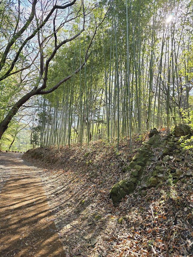 🌳부산에서 제일 아름다운 힐링 숲