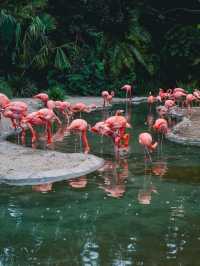 Definitely in the top 3 zoos in the world, is top notch in all aspects
