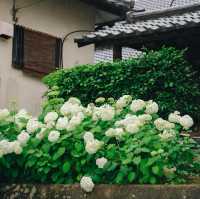 ทุ่งไฮเดรนเยียกลางป่าสนสวยที่สุดใน Fukuoka