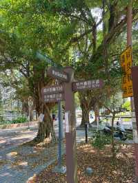 🚴‍♀️ 桃林鐵馬道：藏身虎頭山旁的森林單車路，一場綠意與時光的輕旅行