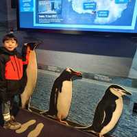 Exploring the Wonders of the International Antarctica Museum