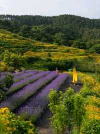Purple Dreams at Jisepo Lavender Fields