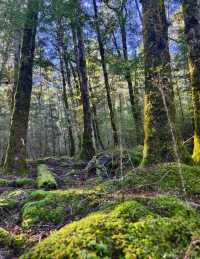 Tranquil Beauty of the Waiau River Walk
