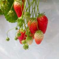 กินสตอร์เบอรี่สีขาวแบบบุฟเฟ่ต์ที่Tsujiguchi Farm