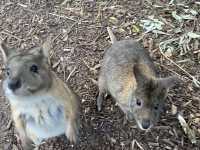 Featherdale Sydney Wildlife Park