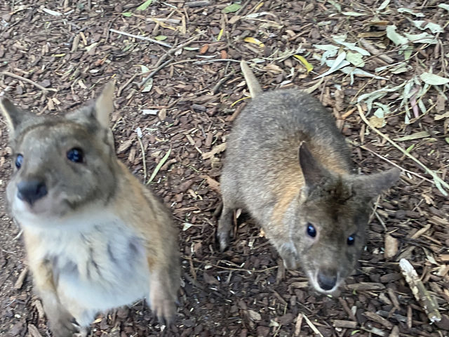 Featherdale Sydney Wildlife Park