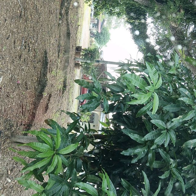 Yan Kedah