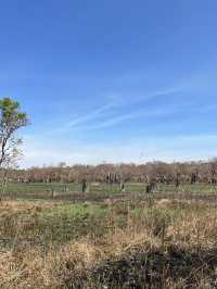 達爾文 🧭走進「白蟻墓園」：Magnetic & Cathedral Termite Mounds